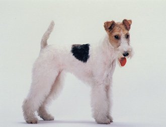 ペットショップCoo＆RIKU | ワイアーフォックス・テリア